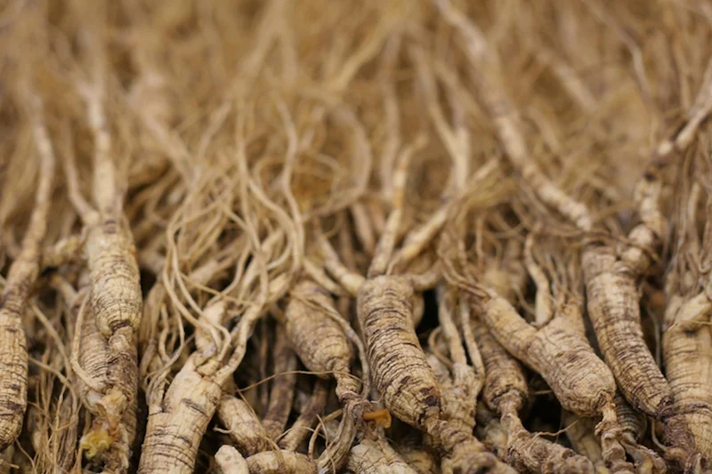 Herb Pharm® Asian Ginseng - 1 oz - Image 3