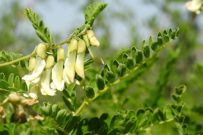 Herb Pharm® Astragalus - 1 oz - Image 3