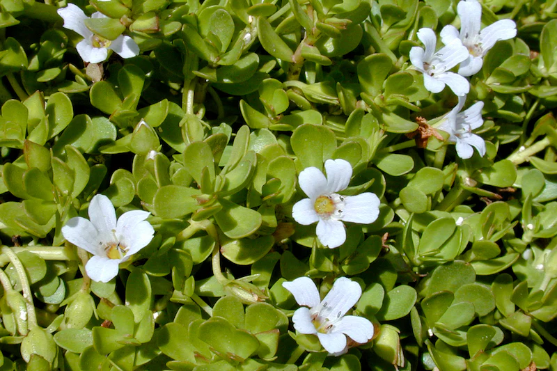 Herb Pharm® Bacopa - 1 oz - Image 3