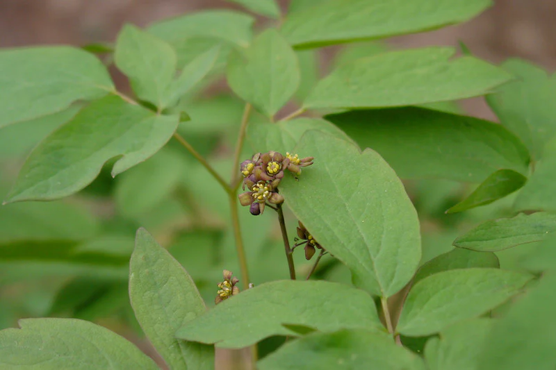 Herb Pharm® Blue Cohosh - 1 oz - Image 3
