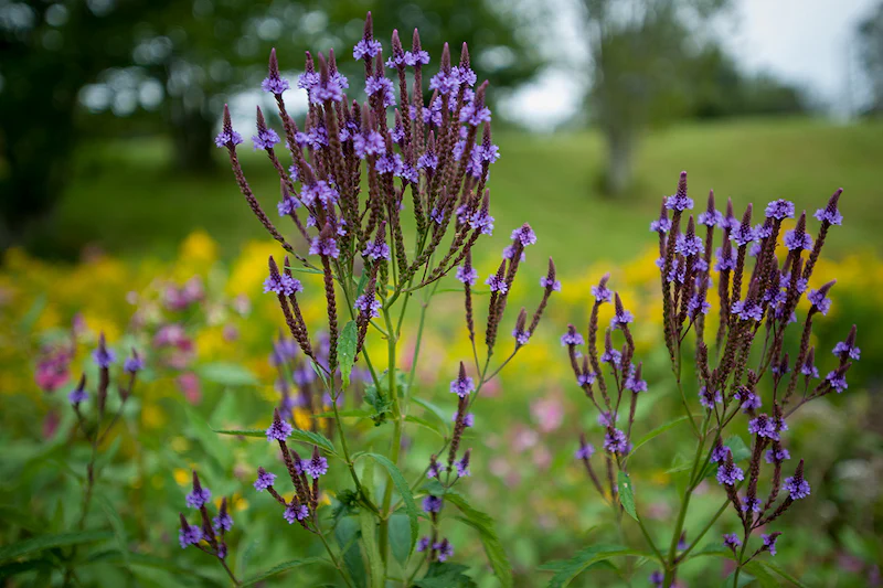 Herb Pharm® Blue Vervain - 1 oz - Image 3