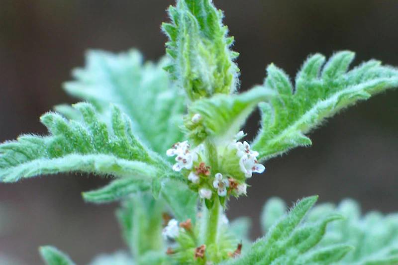 Herb Pharm® Bugleweed - 1 oz - Image 3