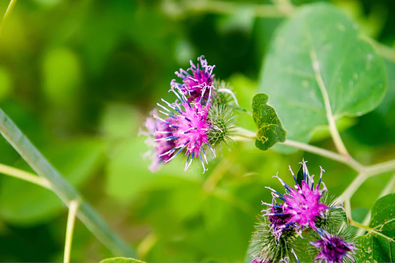 Herb Pharm® Burdock Blend - 1 oz - Image 3