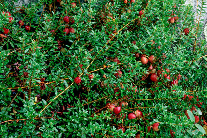 Herb Pharm® Cranberry - 1 oz - Image 3