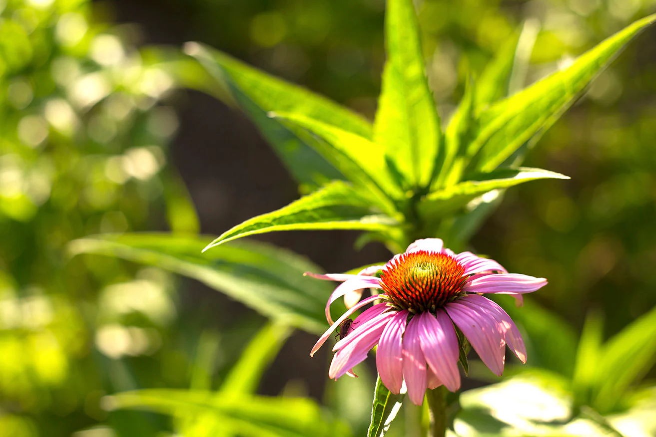 Herb Pharm® Echinacea - 1 oz - Image 3
