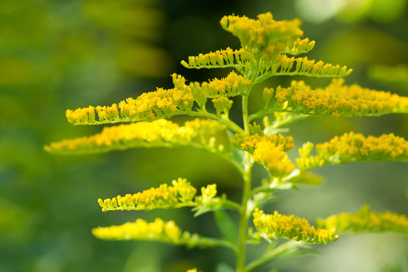 Herb Pharm® Goldenrod - 1 oz - Image 3