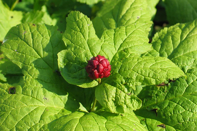 Herb Pharm® Goldenseal - 1 oz - Image 3