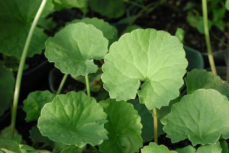 Herb Pharm® Gotu Kola - 1 oz - Image 3