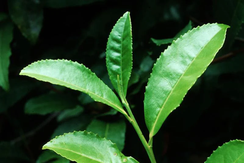 Herb Pharm® Green Tea - 1 oz - Image 3