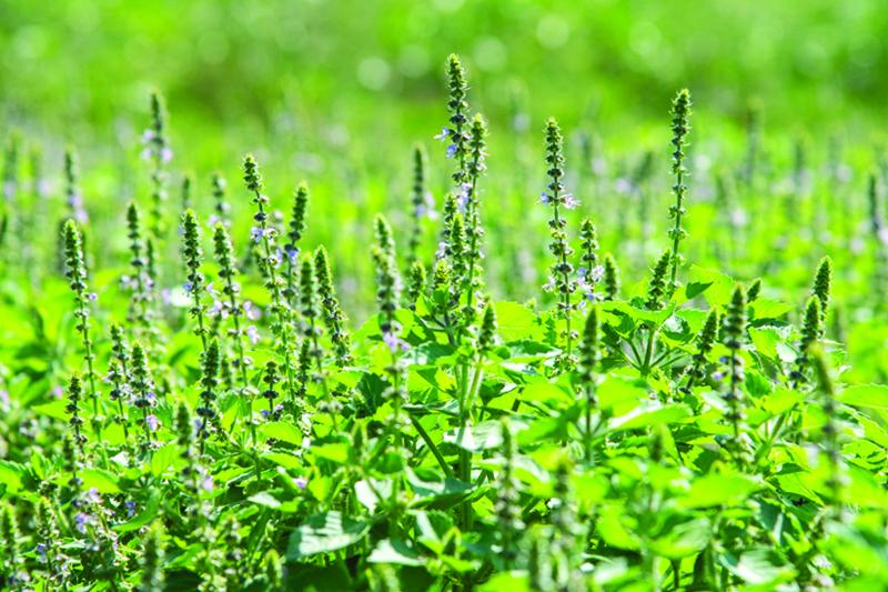 Herb Pharm® Holy Basil - 1 oz - Image 3