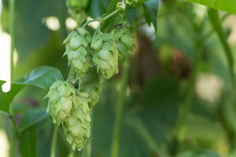 Herb Pharm® Hops - 1 oz - Image 3