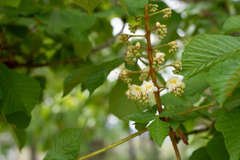 Herb Pharm® Horse Chestnut - 1 oz - Image 3