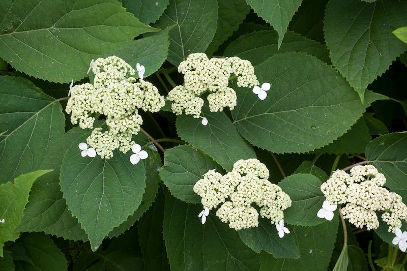 Herb Pharm® Hydrangea - 1 oz - Image 3