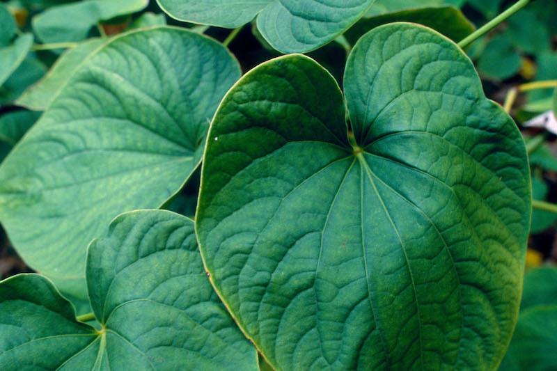 Herb Pharm® Kava Extract - Image 3