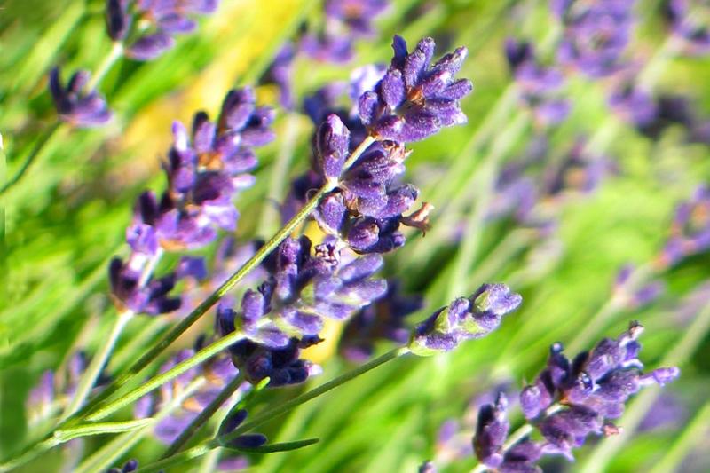 Herb Pharm® Lavender - 1 oz - Image 3