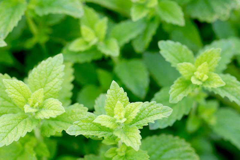Herb Pharm® Lemon Balm - 1 oz - Image 3