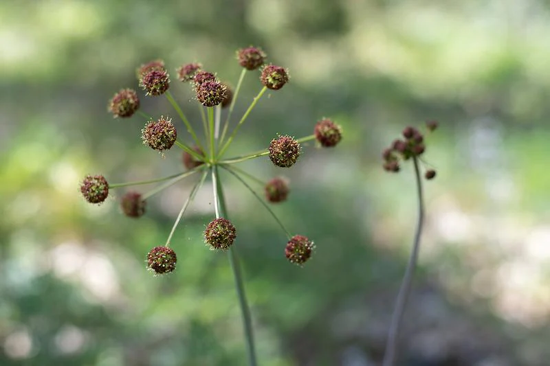 Herb Pharm® Lomatium - 1 oz - Image 3