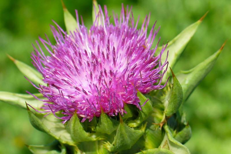 Herb Pharm® Milk Thistle - 1 oz - Image 3