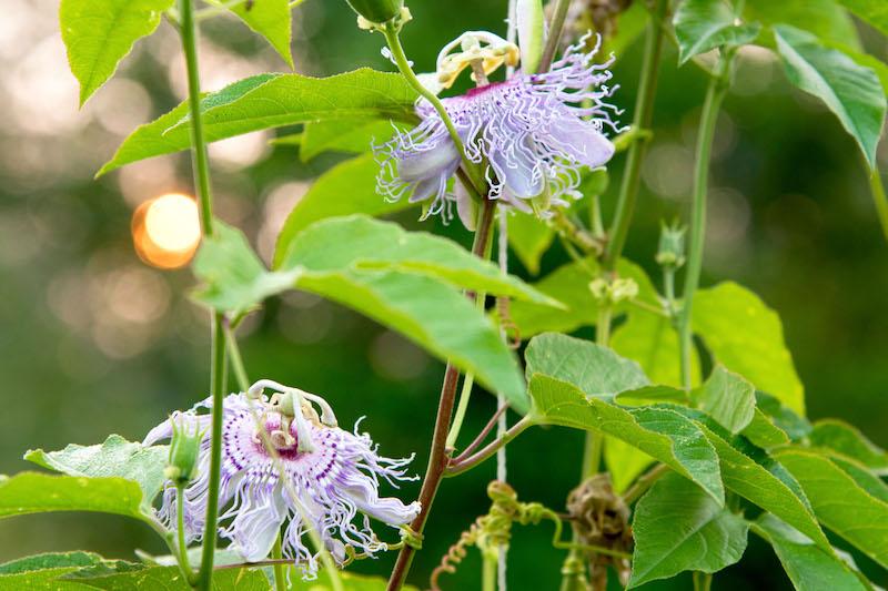 Herb Pharm® Passion Flower - 1 oz - Image 3