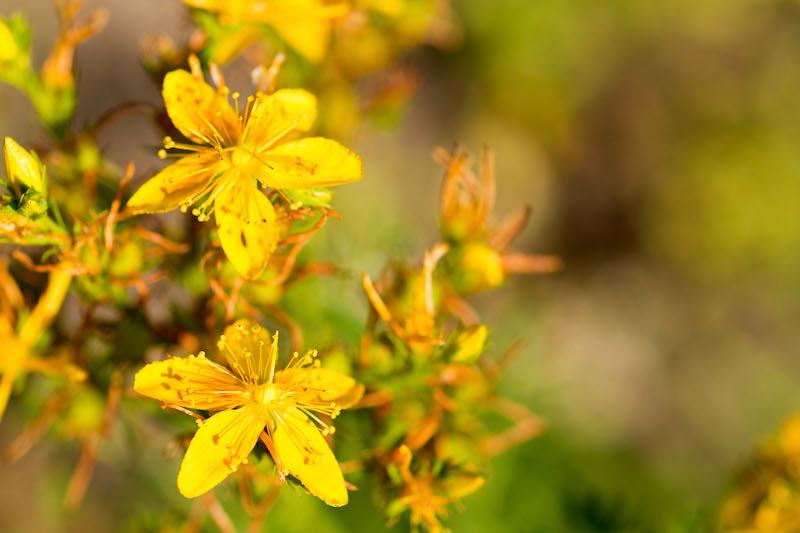 Herb Pharm® St. John’s Wort - 1 oz - Image 3