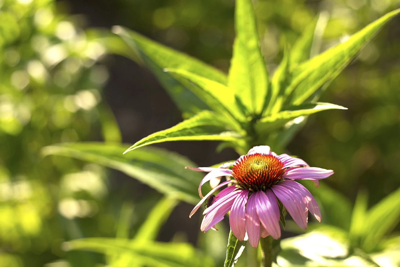 Herb Pharm® Super Echinacea® - Image 3