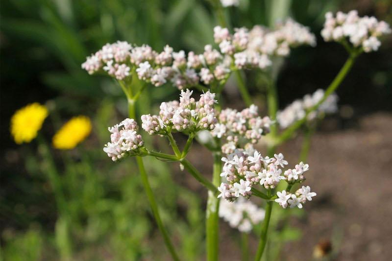 Herb Pharm® Valerian - 1 oz - Image 3