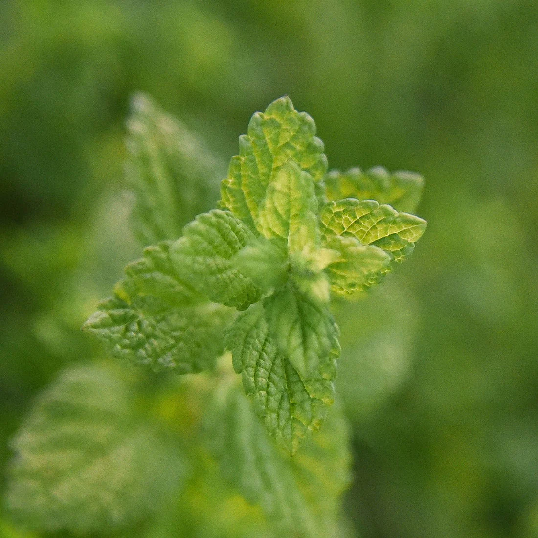 Herb Pharm® Vi-Be-Gone™ (formerly Virattack™) - Image 3