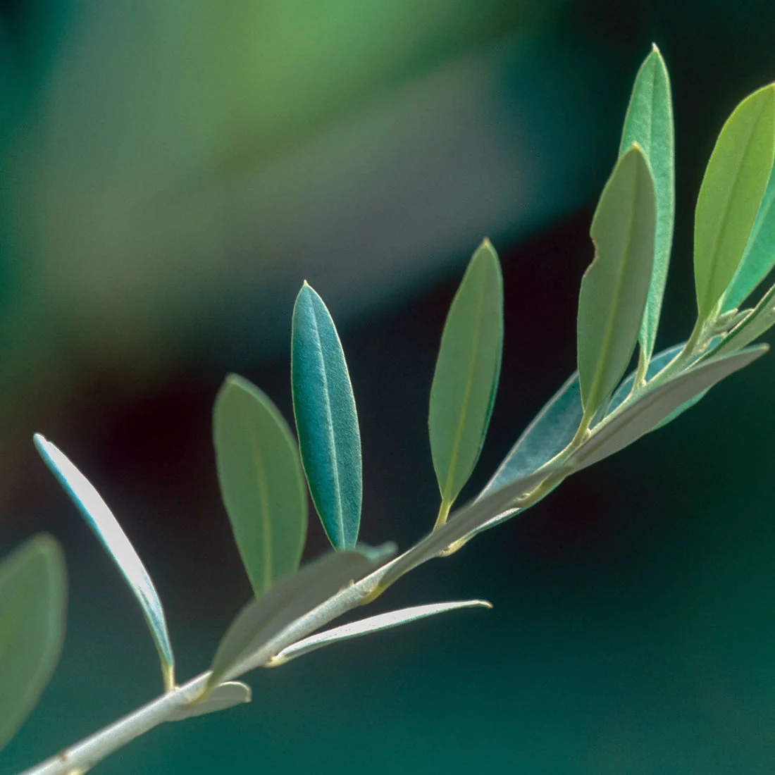 Herb Pharm® Vi-Be-Gone™ (formerly Virattack™) - Image 6