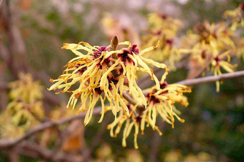 Herb Pharm® Witch Hazel - 1 oz - Image 3